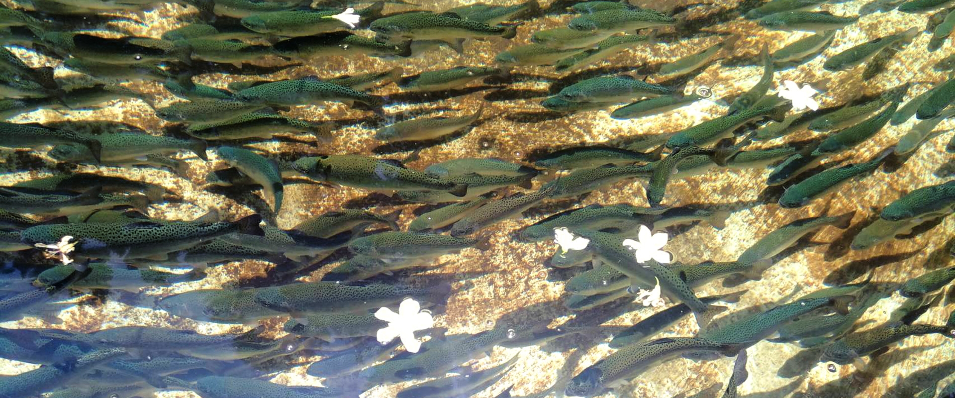桐花落水鱒魚游