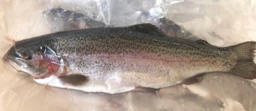 真空包裝保冷宅配 處理完成的鮮鱒魚立即進行單條防護真空包裝與保麗龍冰塊保冷裝箱